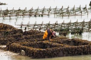 Conchyliculteur travaillant sur son exploitation d'huitres à Cancale