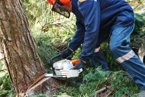 Bucheron qui coupe un arbre avec une tronçonneuse