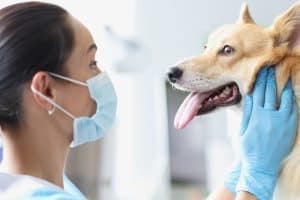 Auxiliaire vétérinaire avec un chien