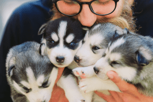 Chiots husky sibériens