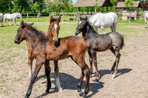 Jeunes chevaux Lipizzaner dans un haras