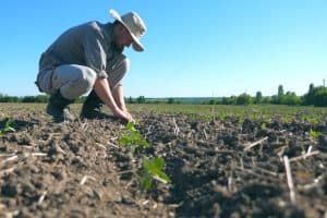 Ouvrier agricole dans des champs