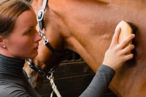 Palefrenière qui brosse un cheval