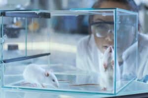 Animalier de laboratoire observe deux rats