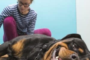 Manipulations sur un chien allongé
