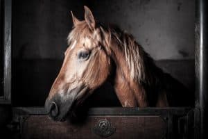 Cheval dans son boxe