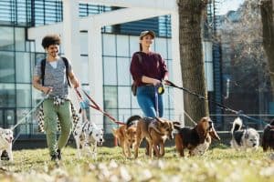 Deux petsitters promenant des chiens