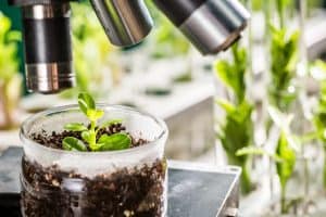 Etude d'une plante au microscope