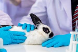 Lapin dans un laboratoire de recherche