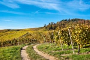 Vignoble