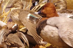 Animaux empaillés